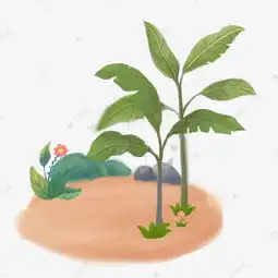 户外美丽的花朵美丽风景树木花草花美丽的植物素材图片免费下载高清psd千库网图片编号11631863