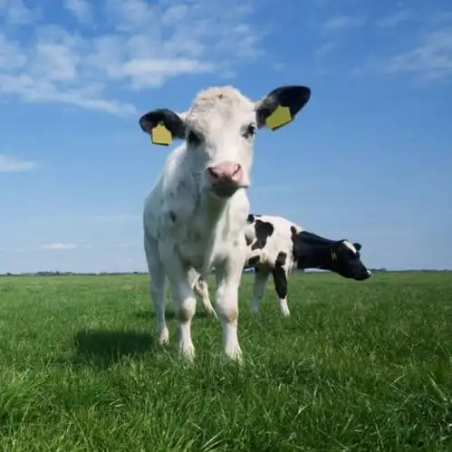 想要小牛犊的头像照片