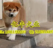 黄页88高清图片