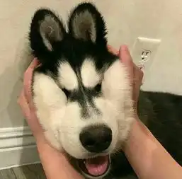 你见过哪些打脸的神操作