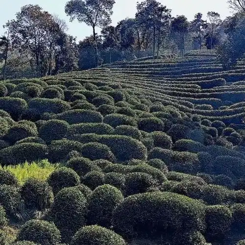 狮峰山门票,狮峰山游玩攻略360地图