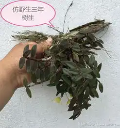 精品呈现,三年树生仿野生铁皮石斛多图