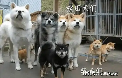 分辨柴犬和秋田犬的方法,注意看了