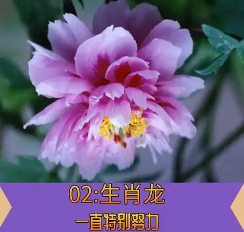 2021年最有希望发财的3生肖,钱一筐一筐的来,彻底翻身