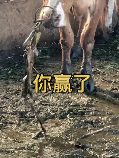 请问各位玉米沾酱啥味道好吃吗大牛官实训基地养牛技术繁殖母牛养牛人养牛创业