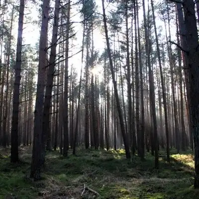 清新唯美头像,森林里笔直生长的树木