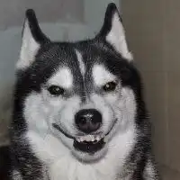 狗头像搞笑哈士奇微信头像图片大全