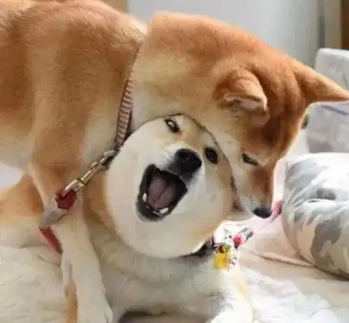 柴犬的八大优点,请给我一个不养的理由