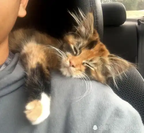 流浪小猫无意中走进男子公寓,却幸运给自己找了个好归宿