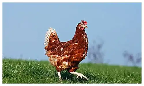 101岁高僧说了69年生肖鸡12月初要大难临头,能躲过后福无穷