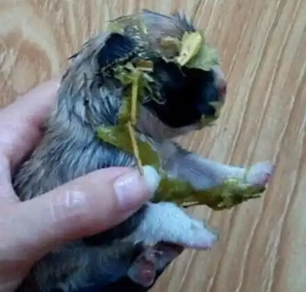 女子下班回到家,发现小奶狗失踪了,找到狗狗时却十分心痛