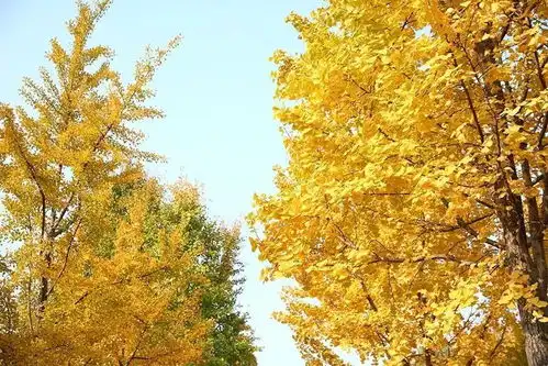 银杏叶变黄啦上海这些马路已成金光大道,快看现场美图