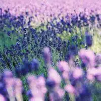 花草风景头像大全微信头像图片大全