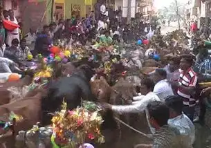 印数十男子躺地上任牛踩踏祈求好运组图