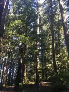 美西自驾游d19安吉利斯港福克斯原始森林