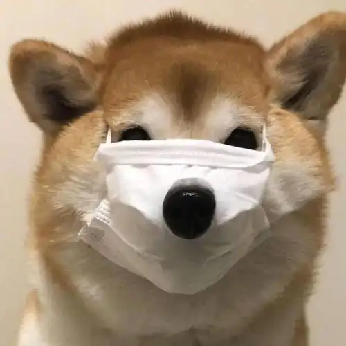 有趣头像梨可以让但你不行