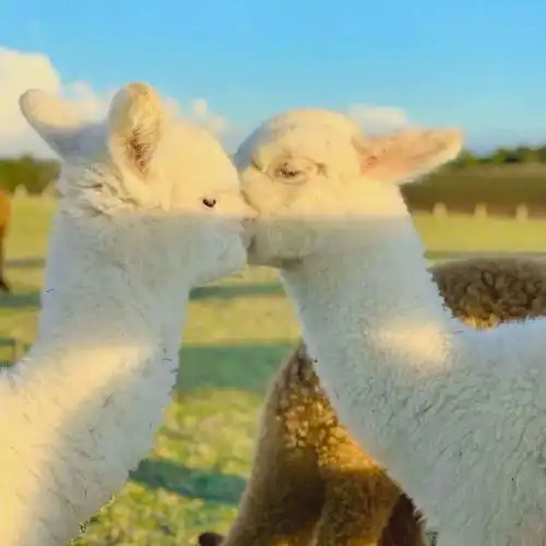 一眼就心动的热搜文案来啦