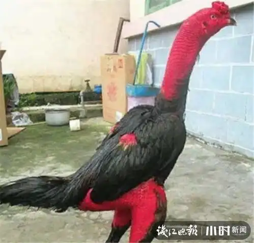 男子丢了6只战斗鸡这鸡每天吃肉吃钙片,还洗澡
