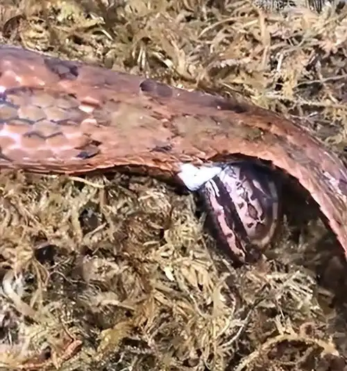 四川网友拍到有牛角的蛇曾现身凉山,专家不存在天青牛蟒