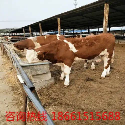 杂交肉牛犊报价厂家