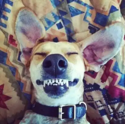 喜欢玩角色扮演的汪星人,你这么调皮你家主人知道吗