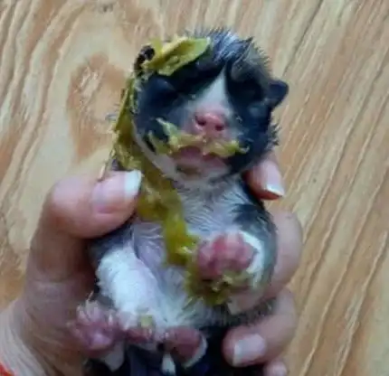 女子下班回到家,发现小奶狗失踪了,找到狗狗时却十分心痛