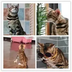 图专业孟加拉猫繁殖基地品质好双血统包健康鞍山宠物猫鞍山列表网