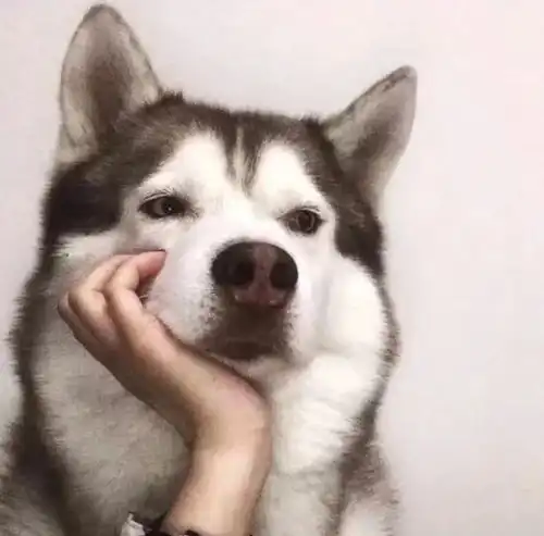 头像丨小鹿乱撞的心动情侣头像