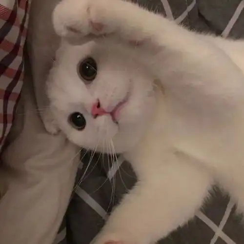 可爱萌宠不戳你会后悔今日头像