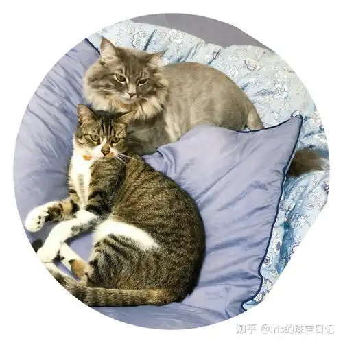 怎么才能拥有一只狸花猫