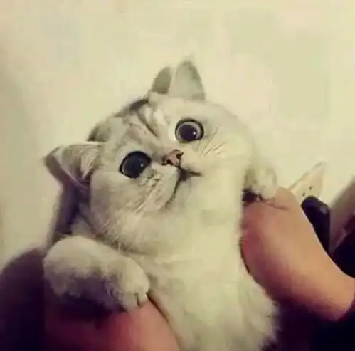 私藏大量猫情头,就差有个男朋友