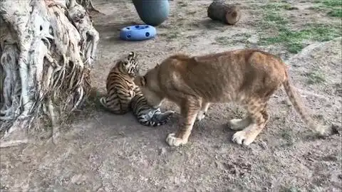 当小老虎遇见大老虎,顿时就怂了