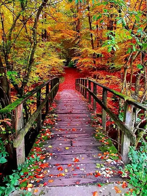 自然景观花草树木