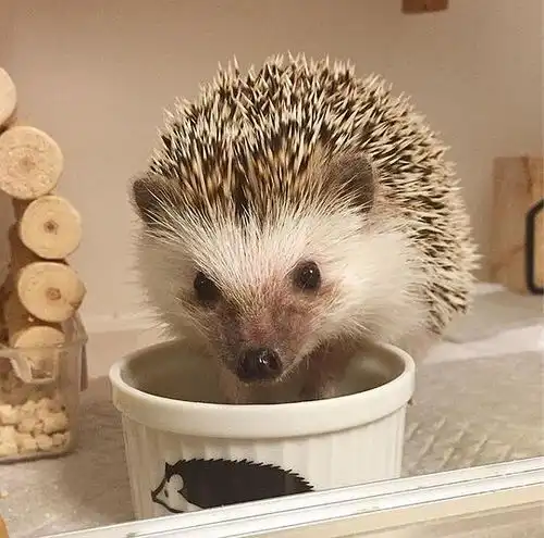 那我就是孤独的相册可以拿来做头像