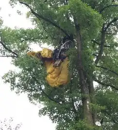 男子滑翔求婚却被挂到树上女友拒绝