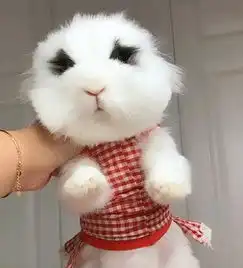 主人给小白兔剪毛,兔子吓的不敢动,兔子你可别剪到我的肉