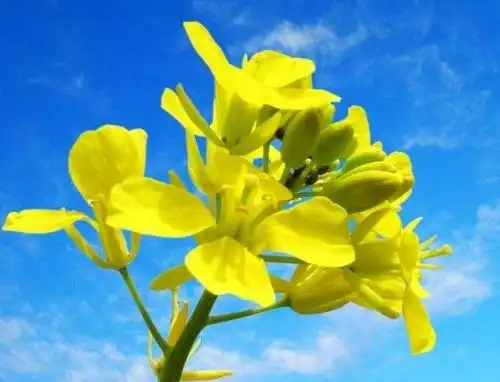 12生肖中男人最得男人宠爱的生肖女,旺夫又益子,还特别招财