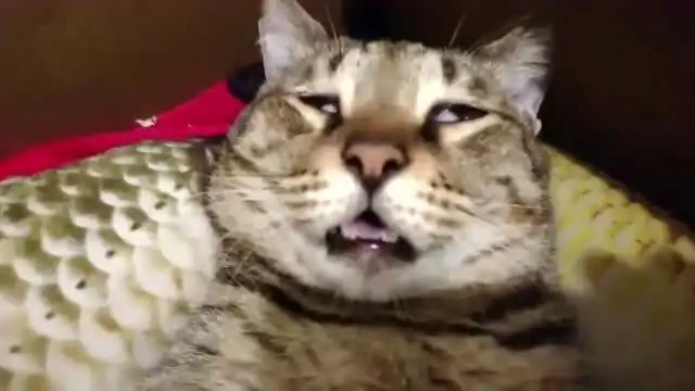 狸花猫睡相超丑,好想把它叫醒起来重睡啊