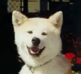 以对饲主忠诚闻名的秋田犬可爱图片的图片大全24爱宠网