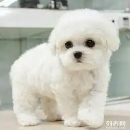 法系卷毛比熊幼犬出售终身包纯种健康签订协议