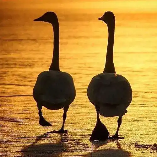 中老年头像大全成熟男士专用微信头像