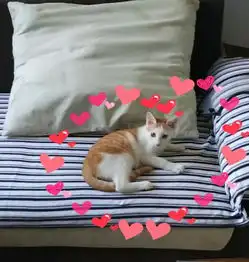 你在养猫时最受不了的地方是什么