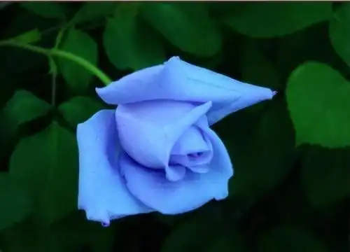 让老公乖乖服软的4大生肖女,魅力十足,男人把你宠上天