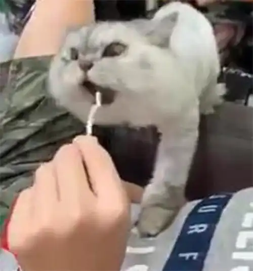 男子用零食调戏猫,猫的表情让人害怕,猫再不给我吃,真发火了