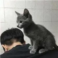 男人抱猫的高清头像暖男抱猫黑白头像
