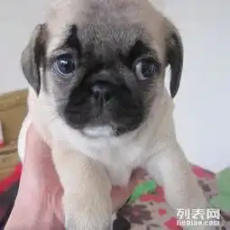 极品巴哥幼犬找新家喜欢的朋友可以来看看啊