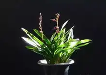 今年最火的6种兰花,一开满屋飘香,美的让人移不开眼