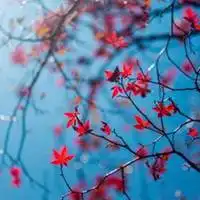 2019微信头像花朵玫瑰微信头像图片大全