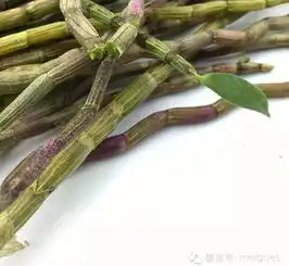 央视说铁皮石斛绝对是个宝,怎么吃,这里有