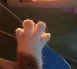 少年,你手活这么好,不如